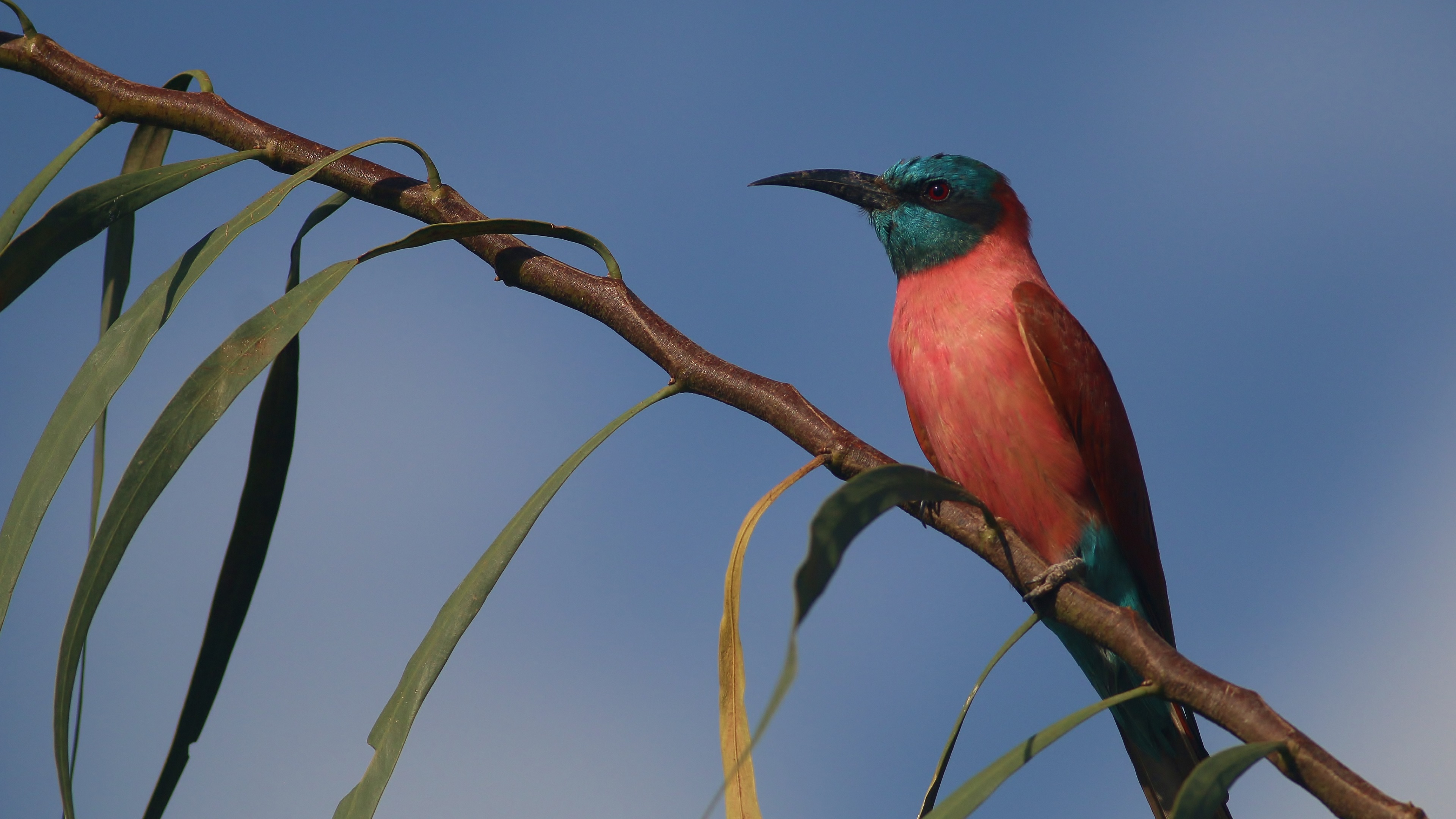 Northern Carmine Bee-eater — Ana fotoğraf